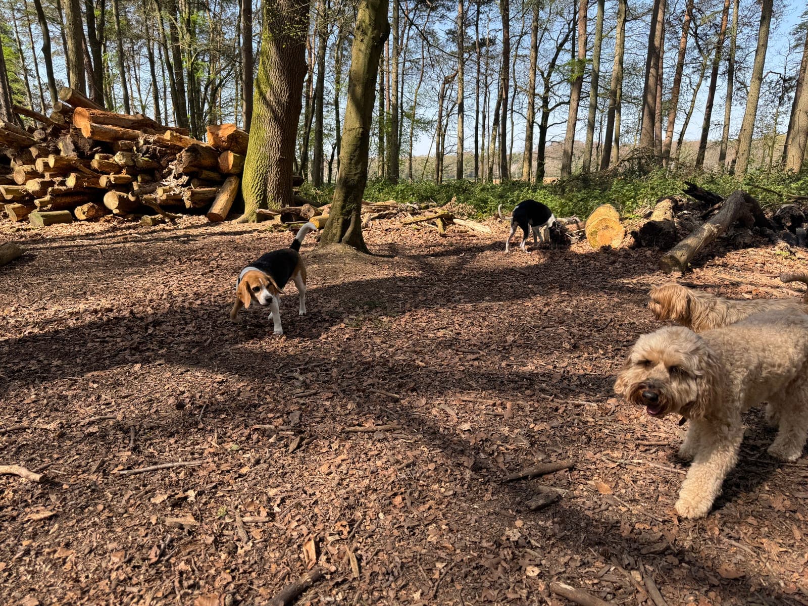 Pack of dogs scattered across a sunlit Chapel Woods clearing, wood stack on the left
