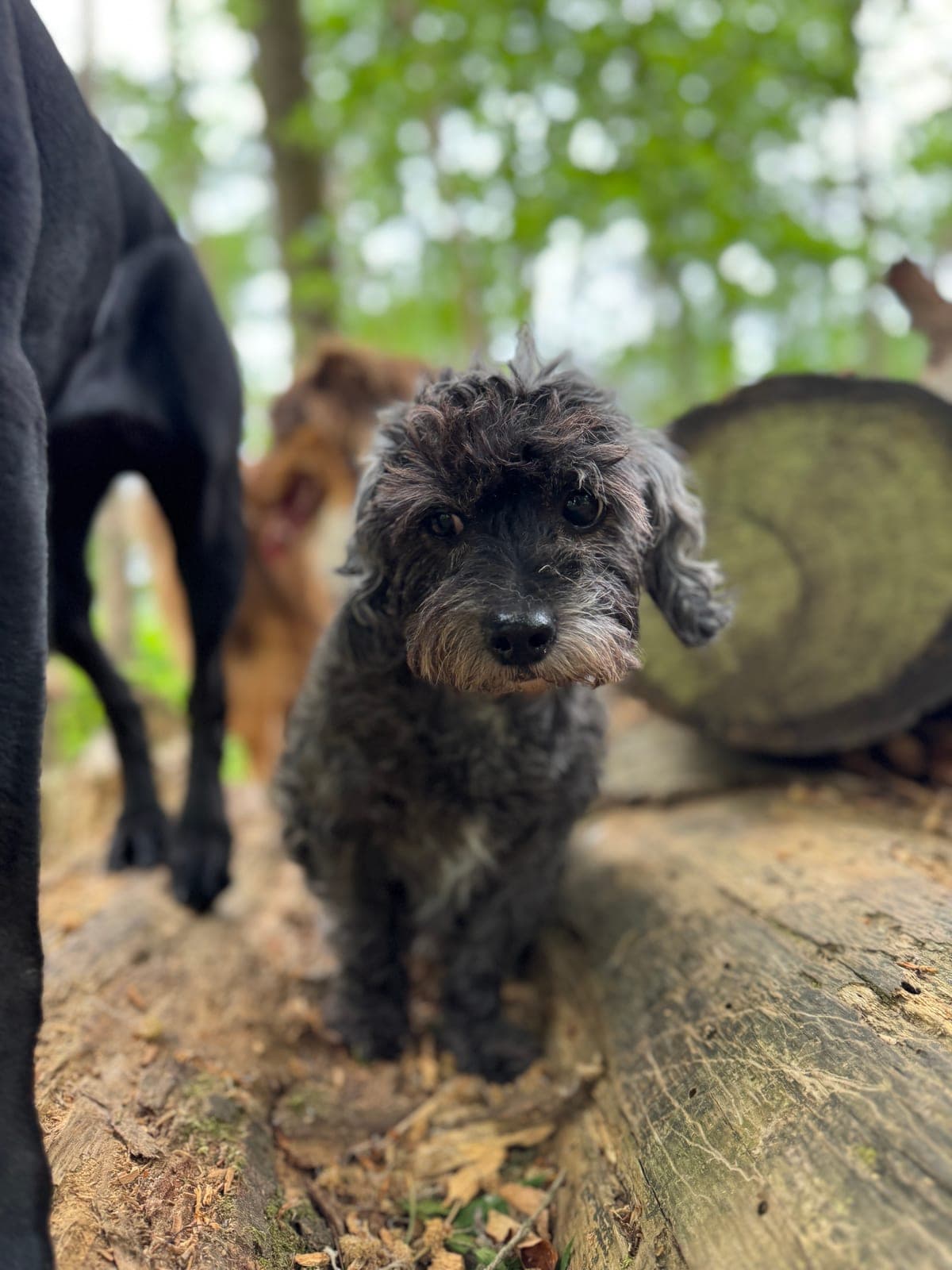 A small dark curly-coated dog sitting on a fallen log at Chapel Woods, two other dogs behind