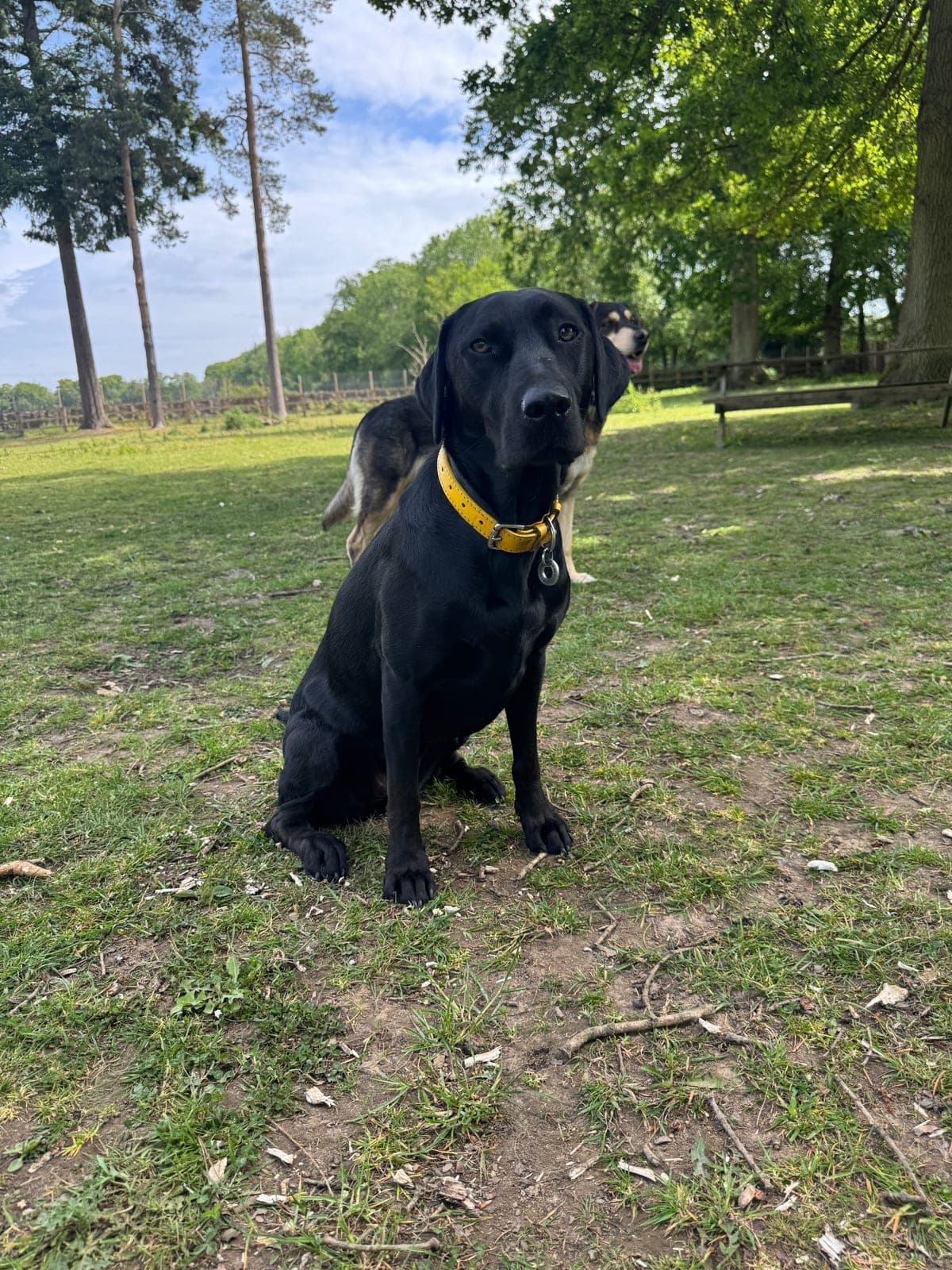A black labrador in a yellow collar sitting on the grass at Oak Park