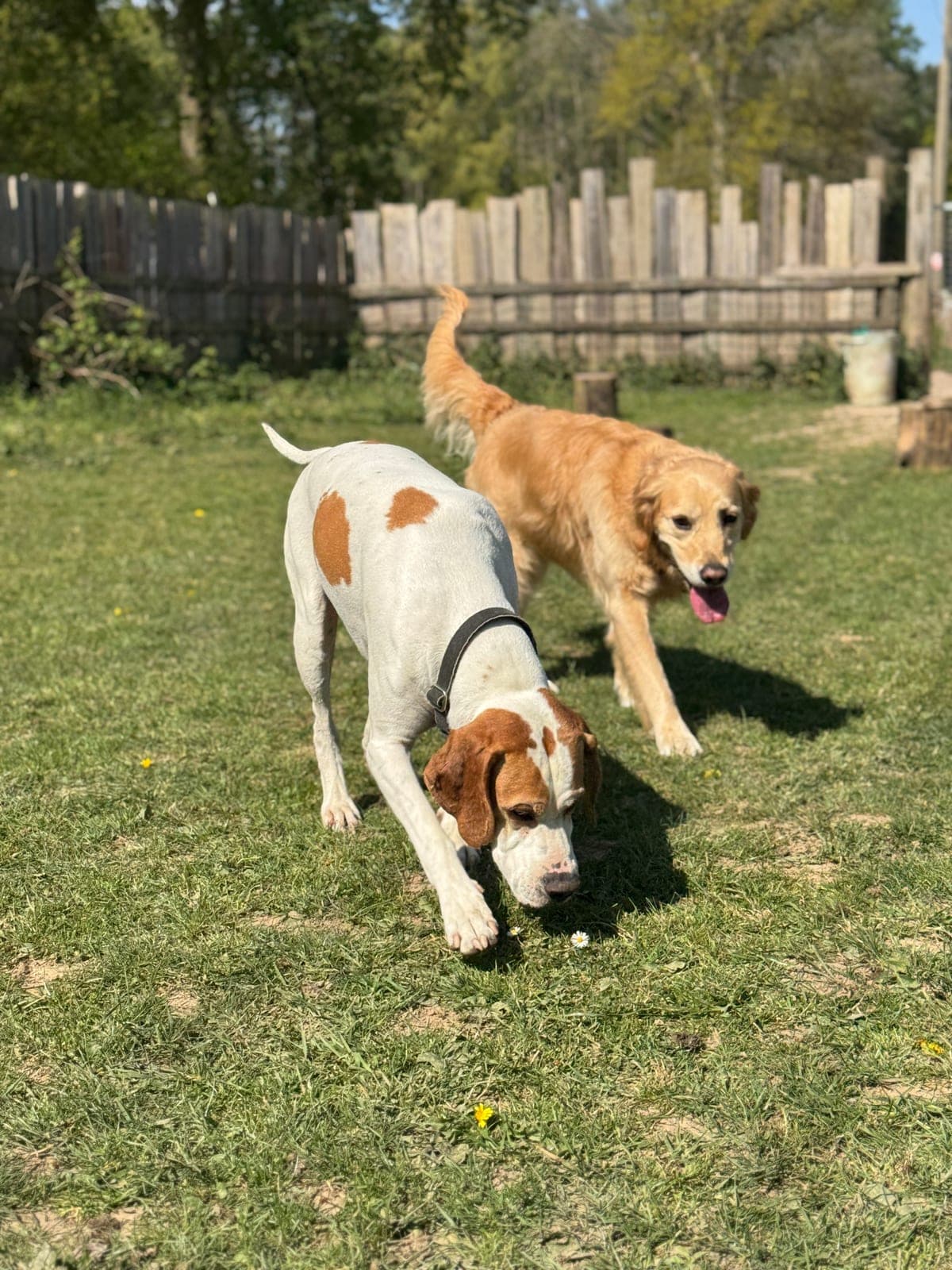 Two dogs playing on the grass at Oak Park, picket fence behind