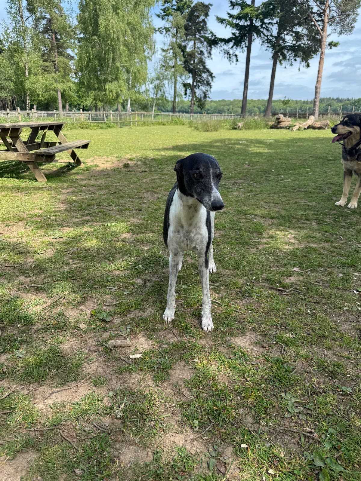 A tall black-and-white lurcher standing on the grass at Oak Park, picnic benches behind