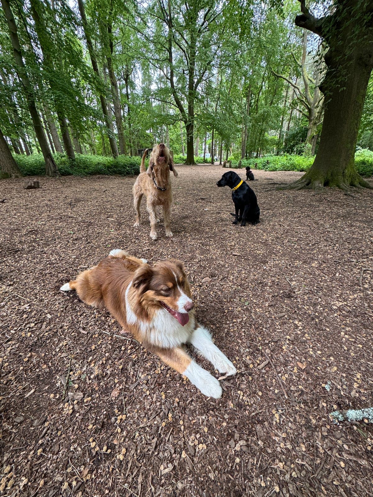 Three dogs resting on the bark floor in dappled pine woodland at Wallaby Woods