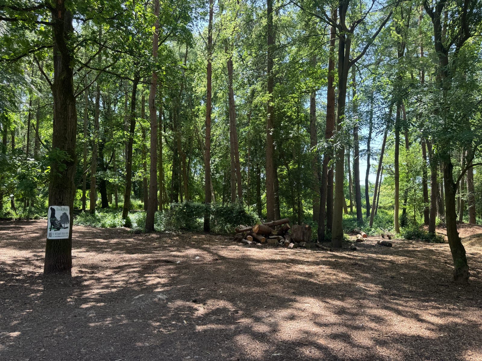 Interior of Wallaby Woods with fallen logs and dappled light through the pine canopy