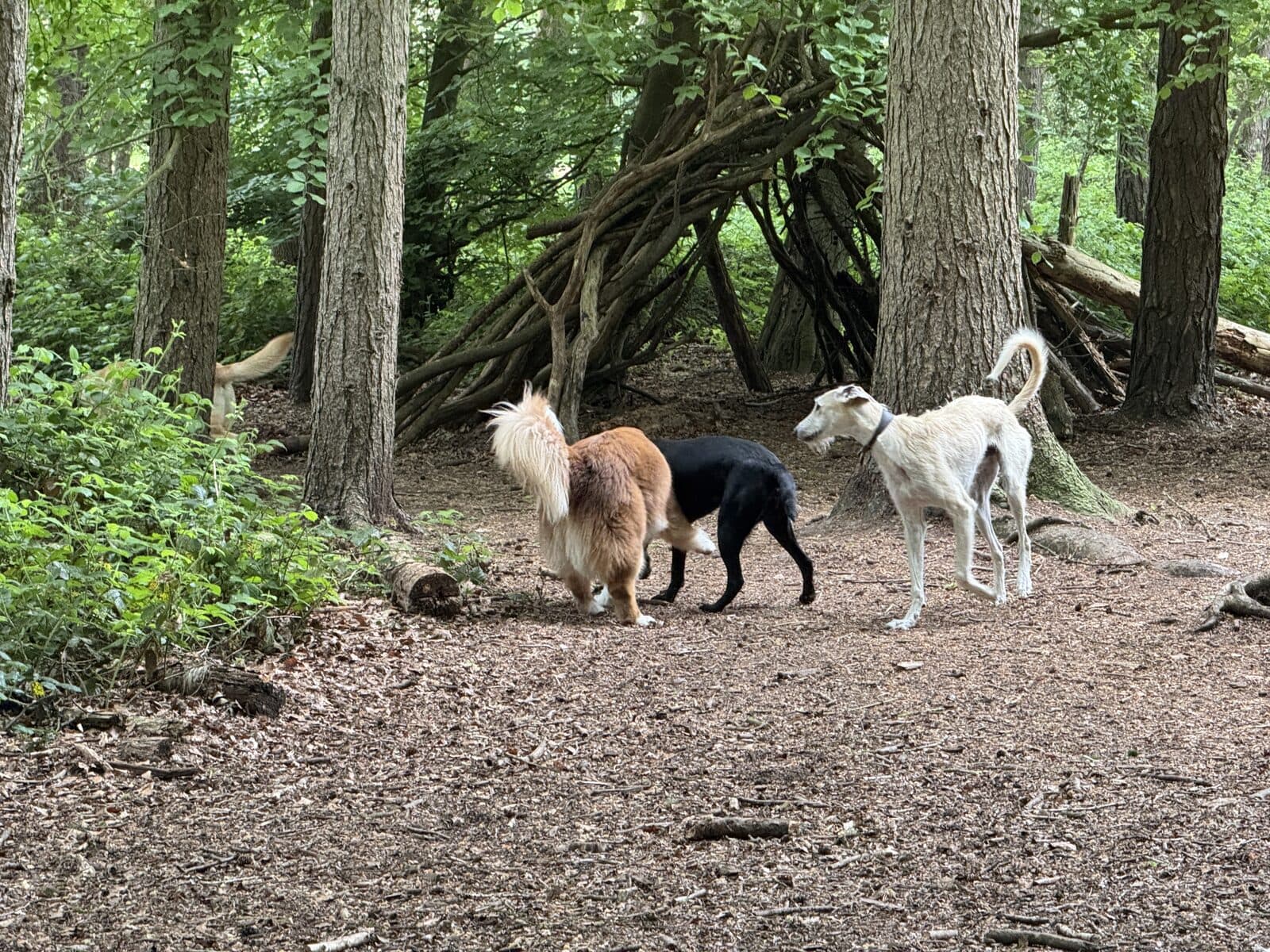 Dogs on the woodland path at Chapel Woods