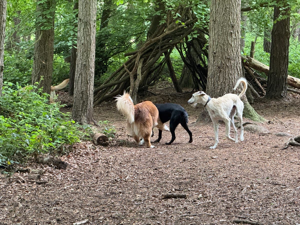 Chapel Woods - three dogs in mature pine woodland near a stick-built den