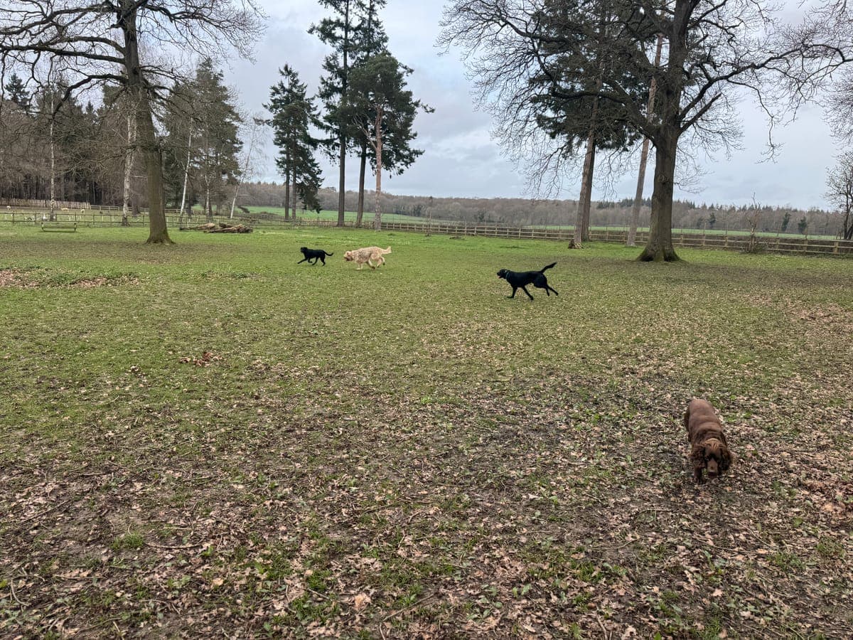 Oak Park - a small pack scenting across the open paddock