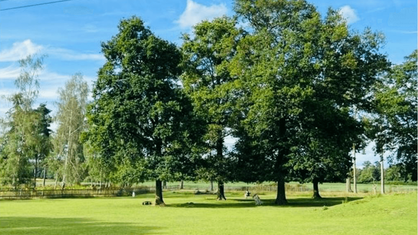 Oak Park - open paddock with veteran oaks under blue sky