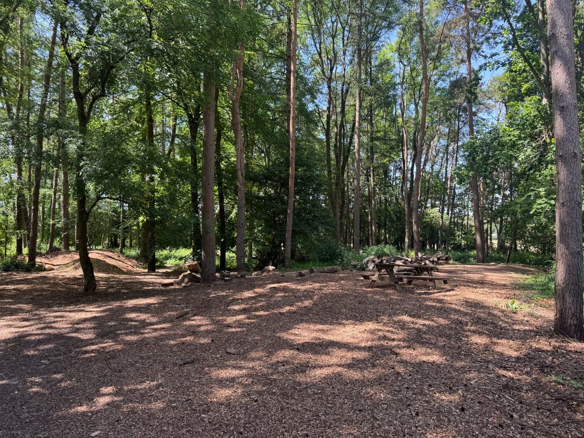 Sunlit clearing in tall pine woodland at Wallaby Woods, picnic benches off to the right