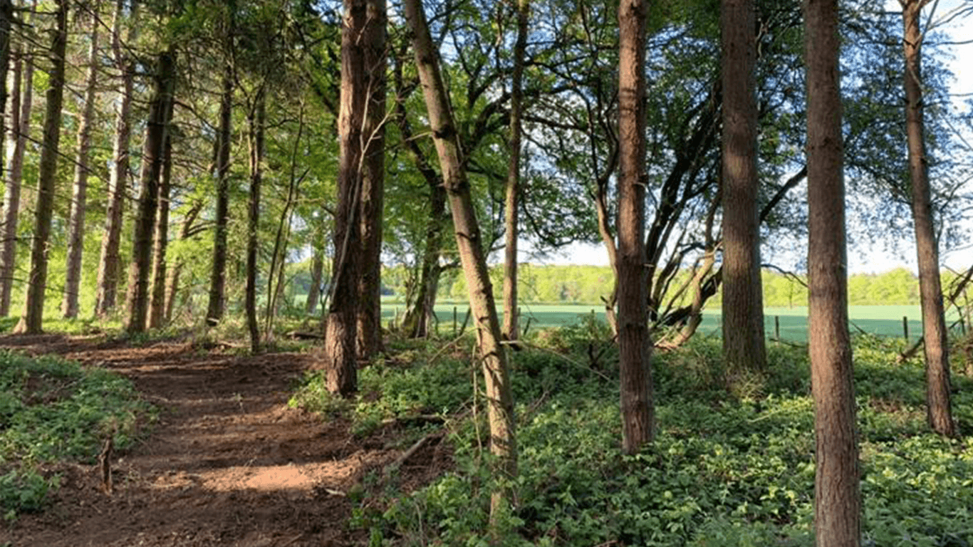 Wallaby Woods - sun-dappled woodland trail