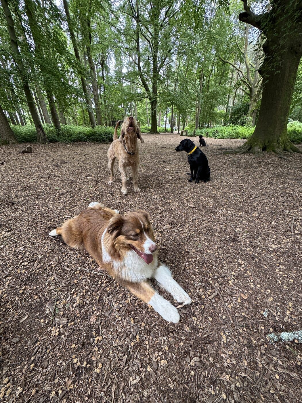 A dog exploring the private woodland on a walk