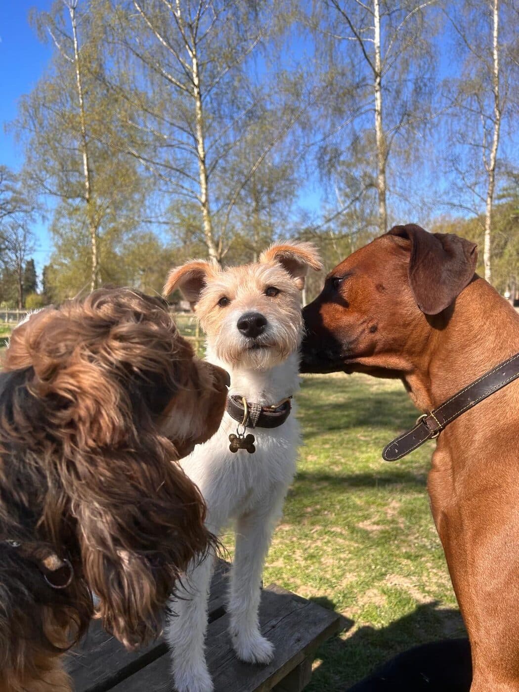 A happy dog on a group woodland walk