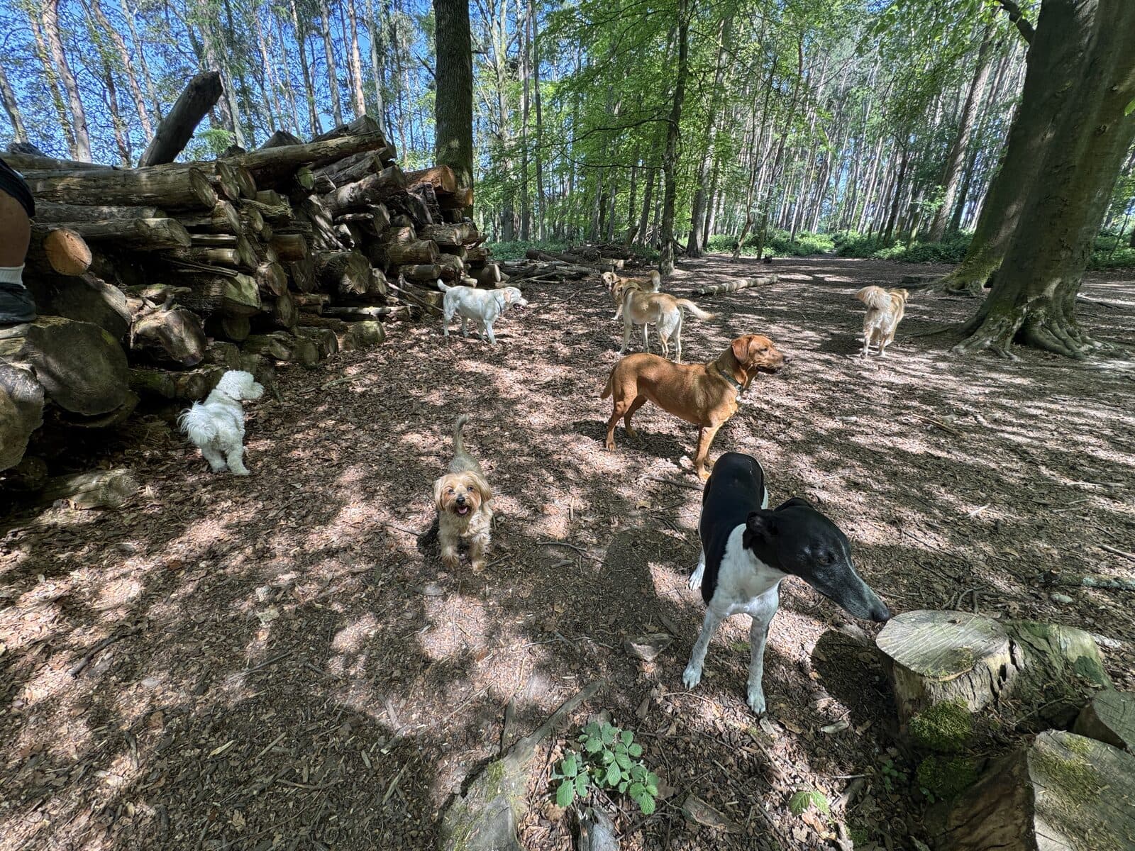 A small group of dogs on a woodland walk with K9 Woodland Services